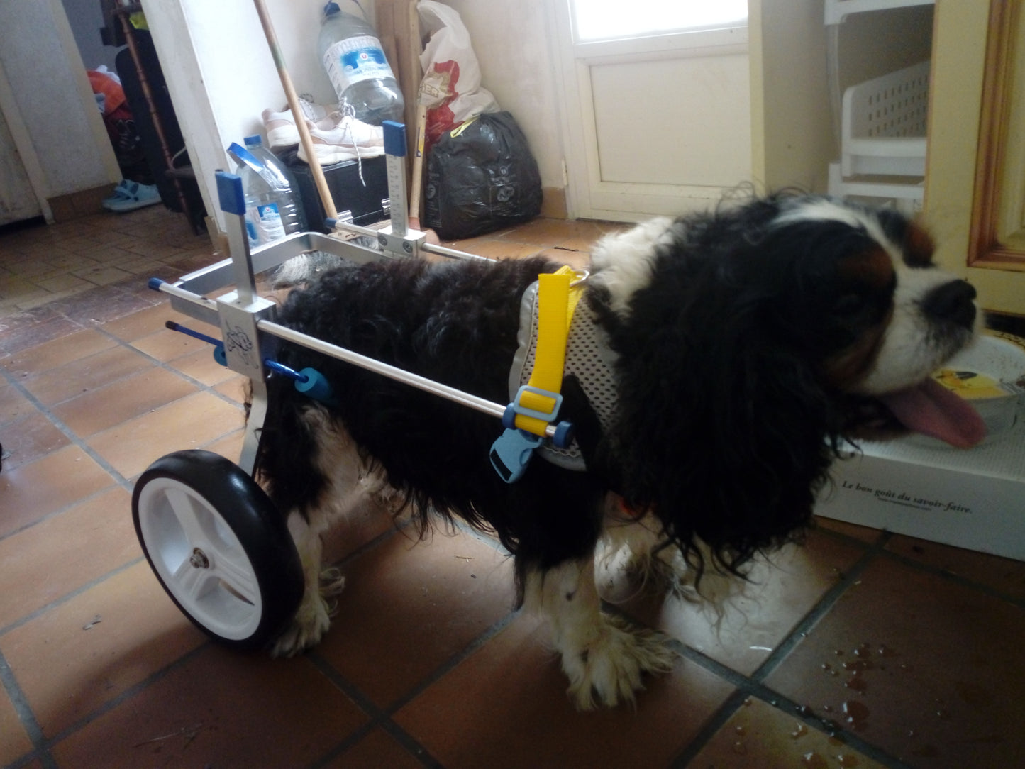 Fauteuil Roulant pour petits Chiens Museauxxxl